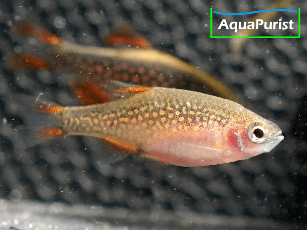 Perlhuhnbärbling (Danio margaritatus) VARIABLER Stamm