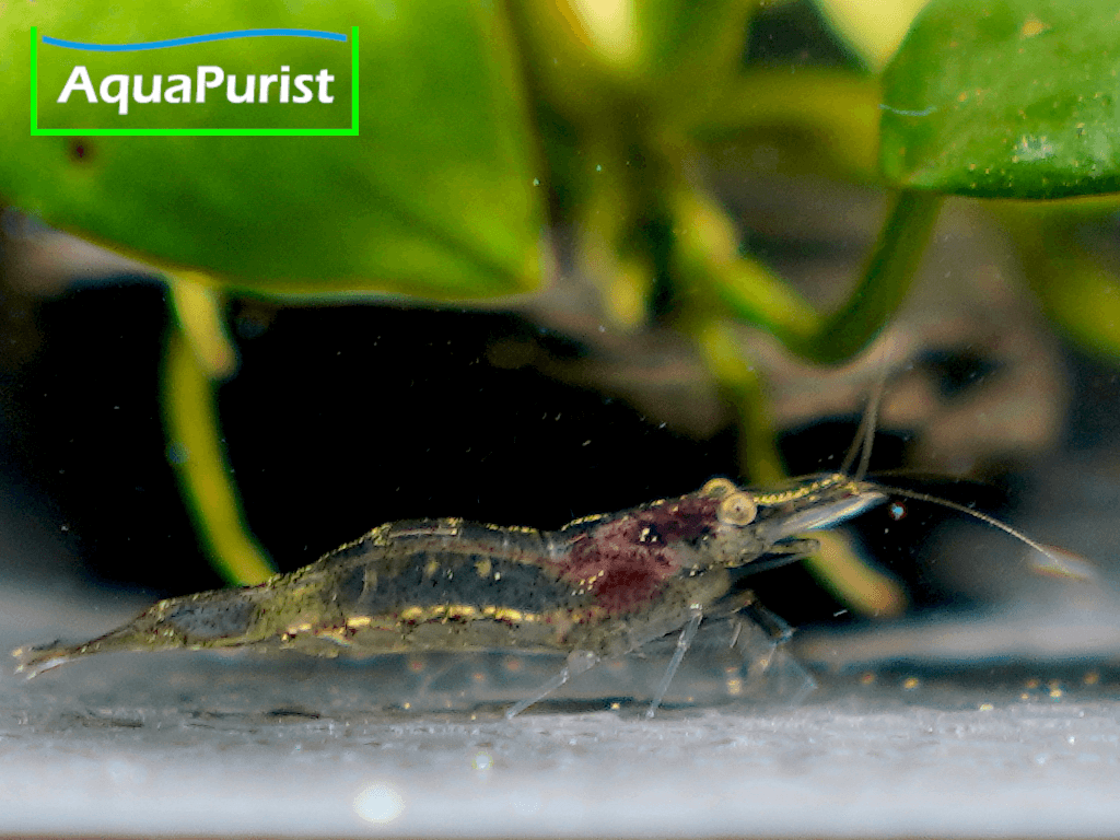 Europäische Flussgarnele (Atyaephyra desmarestii)