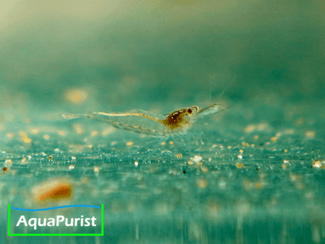 Europäische Flussgarnele (Atyaephyra desmarestii)