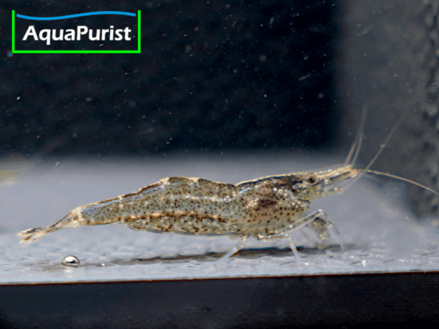 Europäische Flussgarnele (Atyaephyra desmarestii)