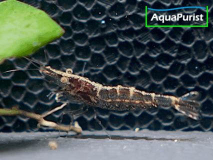 Europäische Flussgarnele (Atyaephyra desmarestii)