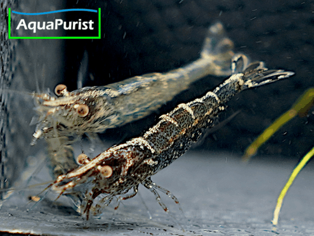 Europäische Flussgarnele (Atyaephyra desmarestii)