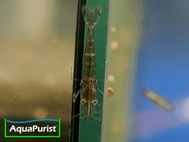 Europäische Flussgarnele (Atyaephyra desmarestii)
