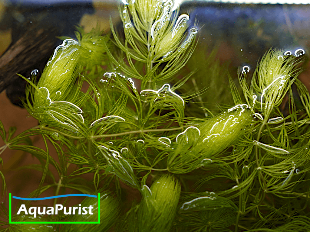 Foxtail-Hornkraut (Ceratophyllum demersum 'Foxtail')