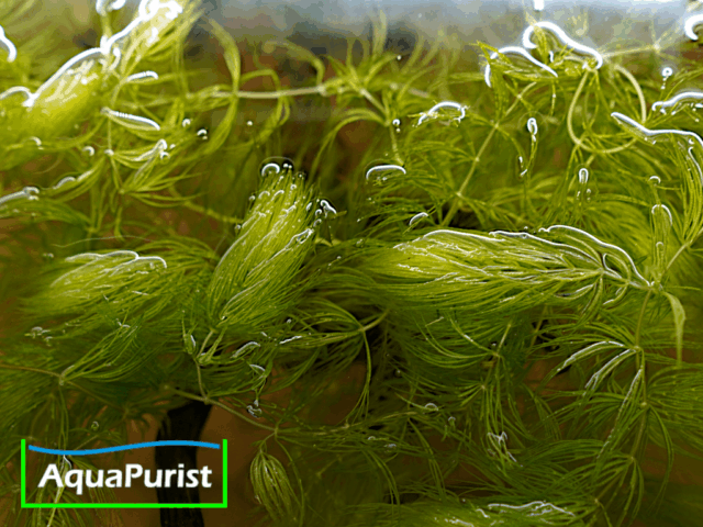 Foxtail-Hornkraut (Ceratophyllum demersum 'Foxtail')
