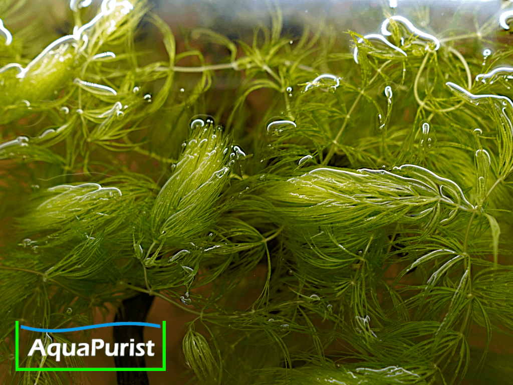 Foxtail-Hornkraut (Ceratophyllum demersum 'Foxtail')