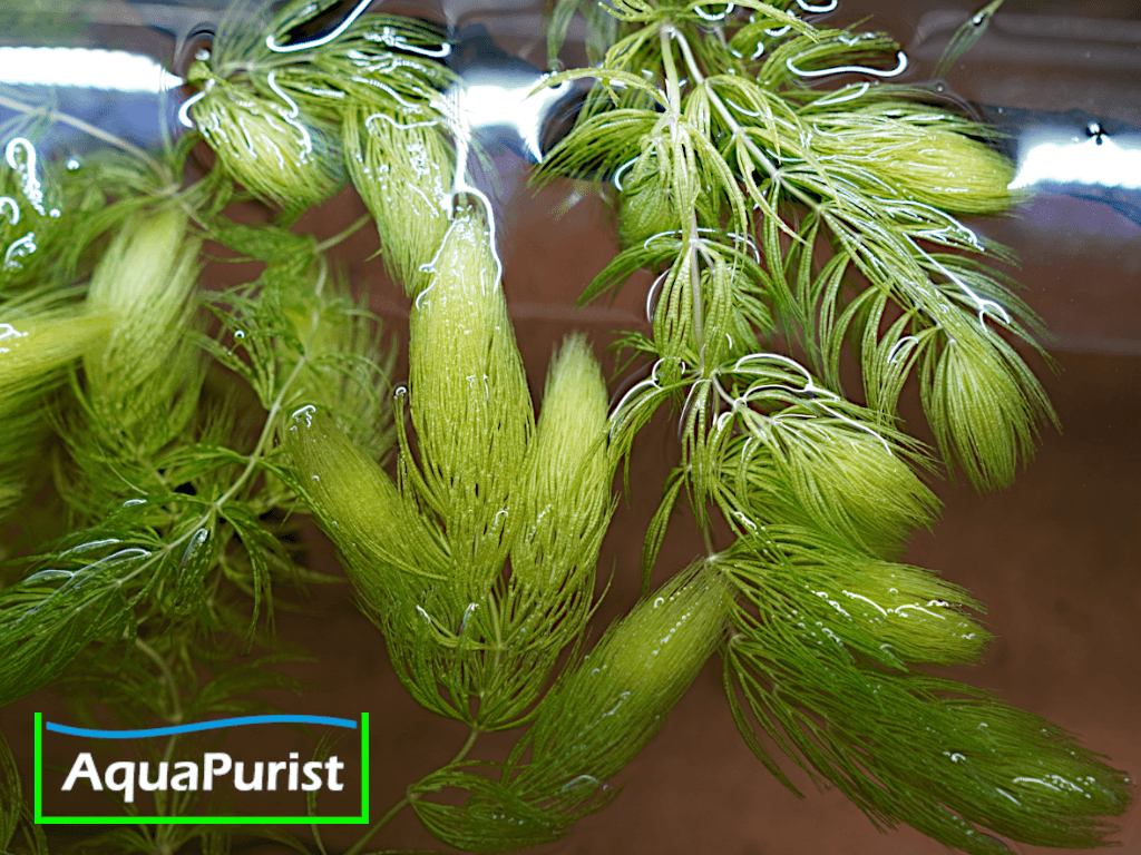 Foxtail-Hornkraut (Ceratophyllum demersum 'Foxtail')