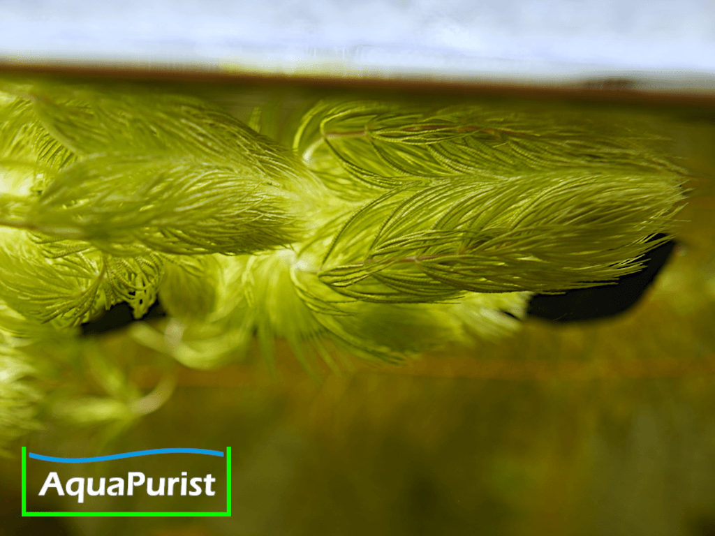 Foxtail-Hornkraut (Ceratophyllum demersum 'Foxtail')