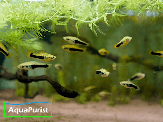 Tampico-Platy Wildform (Xiphophorus variatus)