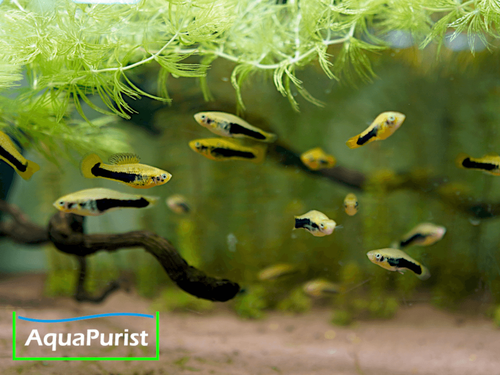 Tampico-Platy Wildform (Xiphophorus variatus)