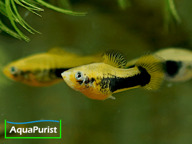 Tampico-Platy Wildform (Xiphophorus variatus)