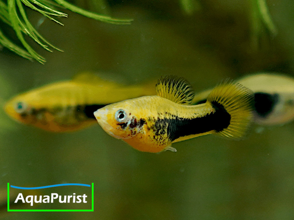 Tampico-Platy Wildform (Xiphophorus variatus)
