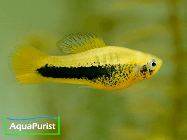 Tampico-Platy Wildform (Xiphophorus variatus)