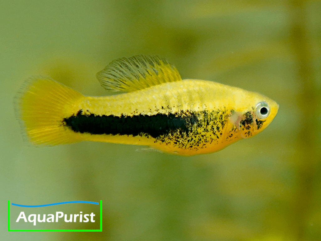 Tampico-Platy Wildform (Xiphophorus variatus)