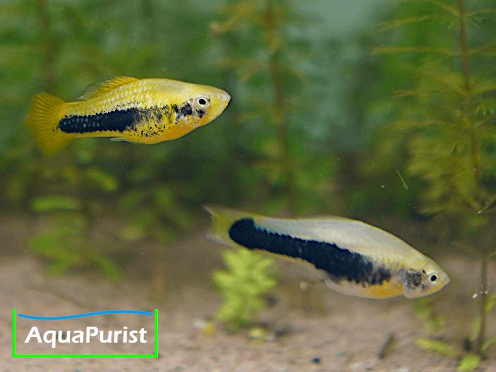 Tampico-Platy Wildform (Xiphophorus variatus)