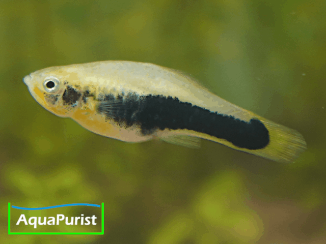Tampico-Platy Wildform (Xiphophorus variatus)