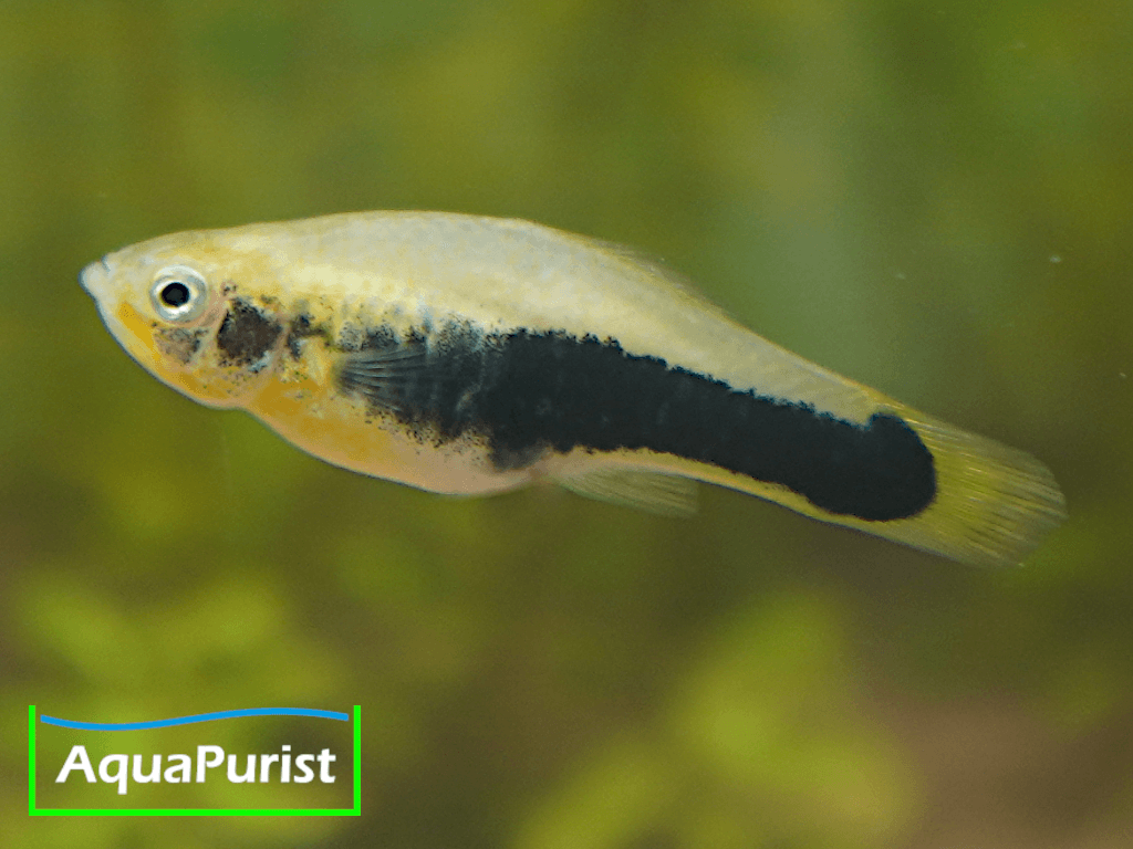 Tampico-Platy Wildform (Xiphophorus variatus)