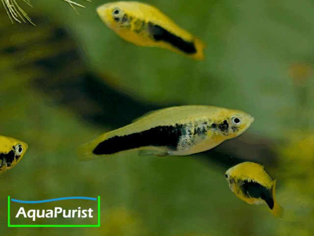 Tampico-Platy Wildform (Xiphophorus variatus)
