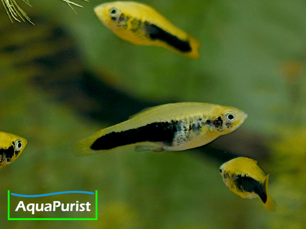 Tampico-Platy Wildform (Xiphophorus variatus)