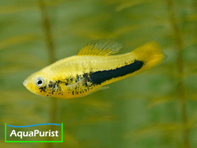 Tampico-Platy Wildform (Xiphophorus variatus)